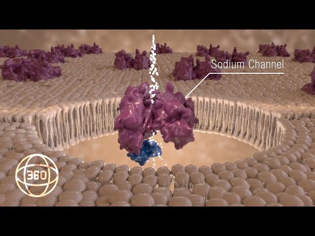 360° Sodium Channels MOA