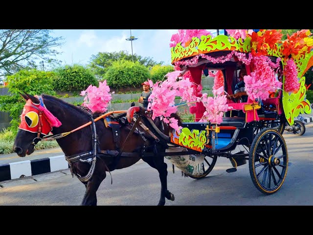 NAIK KUDA - KUDA DELMAN - LAGU NAIK DELMAN ISTIMEWA - SATU SATU AKU SAYANG IBU 123 SAYANG SEMUANYA