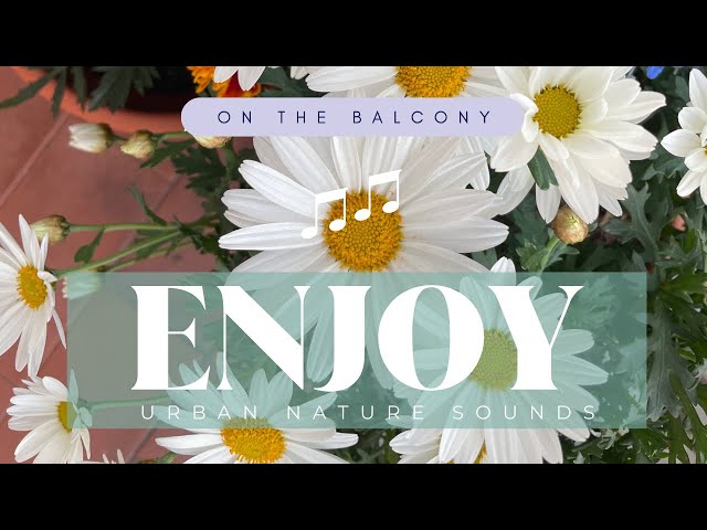 On the Balcony Nature Sounds: Serene Calming Urban Garden Ambience for Relaxation | 10 minutes