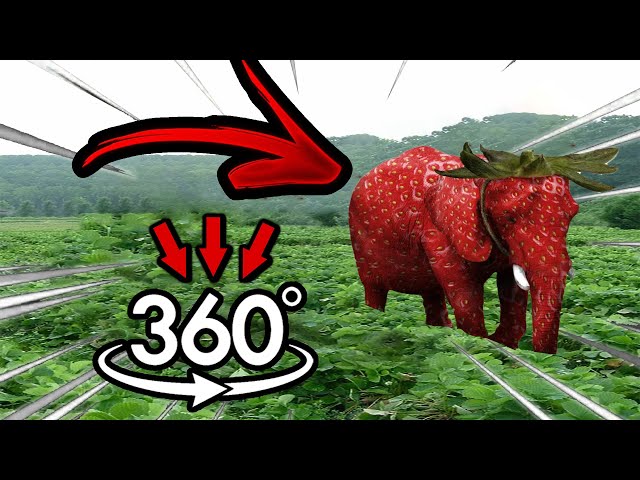 Strawberry Elephant Finding Challenge But it's 360 degree video