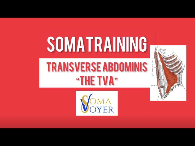 Transverse Abdominis (TVA) anatomy, biomechanics, and best exercises