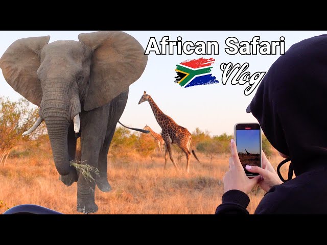 AFRICAN SAFARI!! | TIMBAVATI KRUGER PARK | Vlog