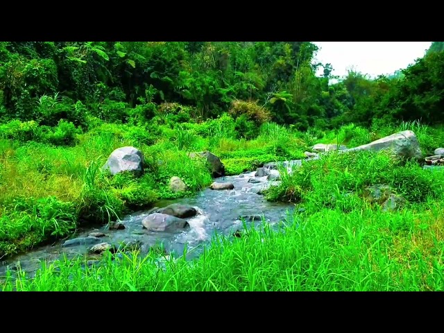 Beautiful Water River Calm Sounds in Deep Forest for Sleep for Stress Reliever for Study for Relax