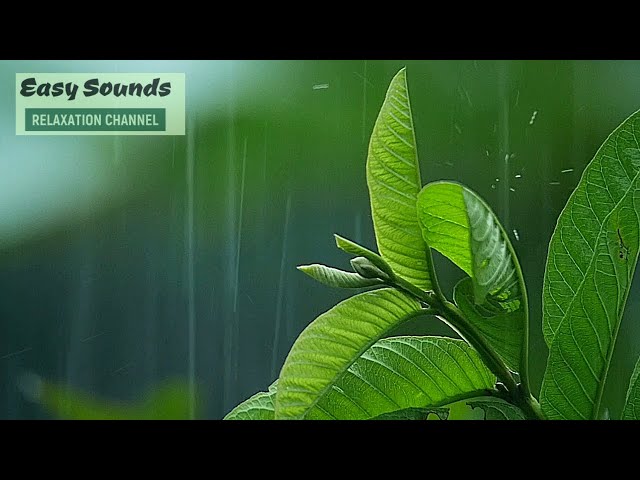 Calming Rain & Thunder for Sleep - 8 Hours of Soothing Nature Sounds