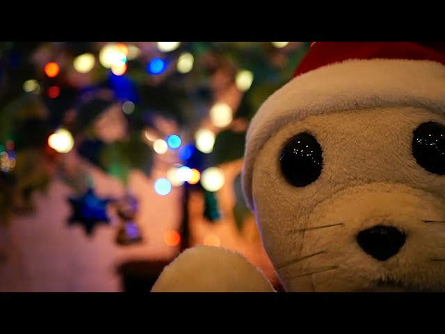 ASMR Christmas Affirmations: Cozy Seal's Festive Comfort & Gentle Care