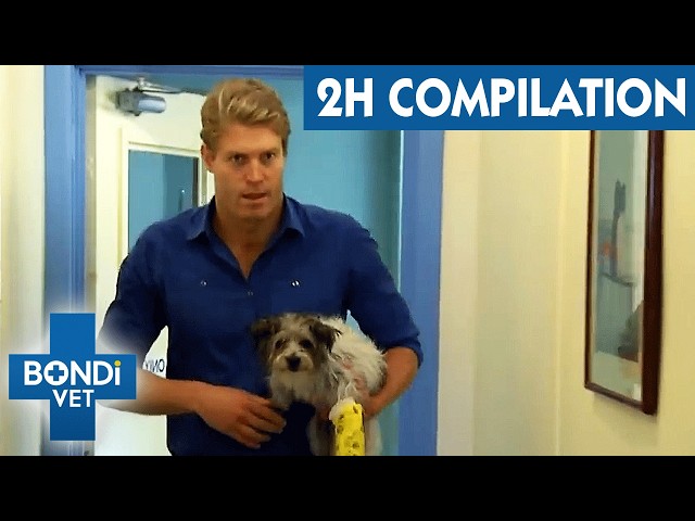 Bondi Vet's Wildest Cases Back to Back! - 2 Hour Marathon