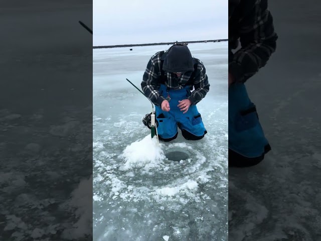 Nice size perch on the tip up #foryou #fishing #icefishing #shortsfeed #shorts #fyp #wisconsin