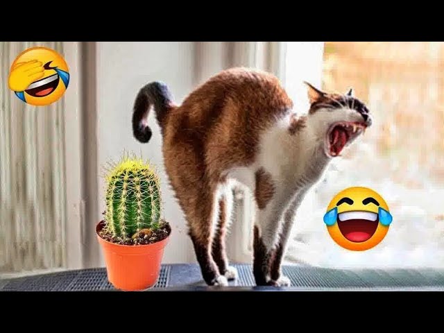 You Laugh You Lose😺🙀😋Funniest Dogs and Cats 2025🤣