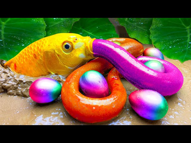 RAINBOW FISH trap Catfish, Colorful eels, Big crab - ASMR Stop Motion Primitive Cooking