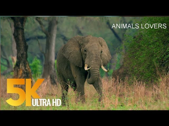 Beautiful Animal's in Wild Nature 5K