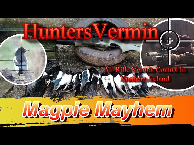 Air Rifle Hunting Magpie Mayhem