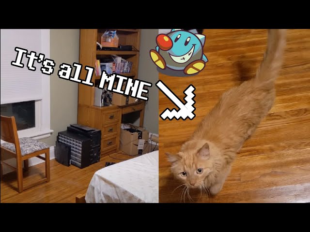 😺My Spoiled Cat Has His Own Room | Parker The Cat