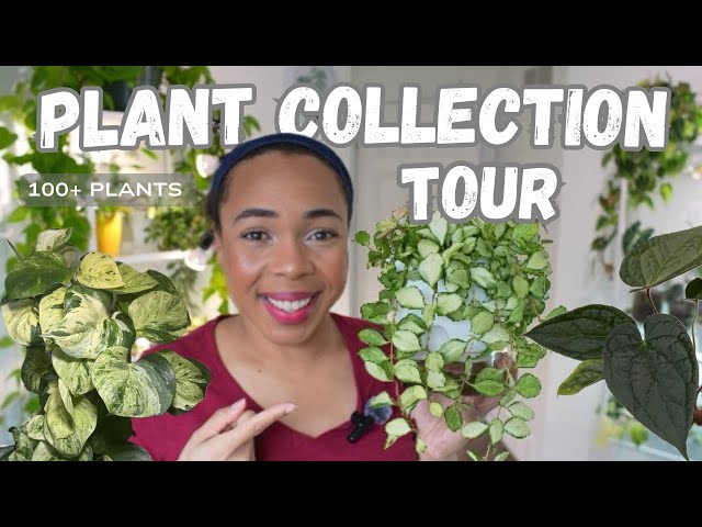 2025 Houseplant Collection Tour|| 100+ plants & CARE TIPS