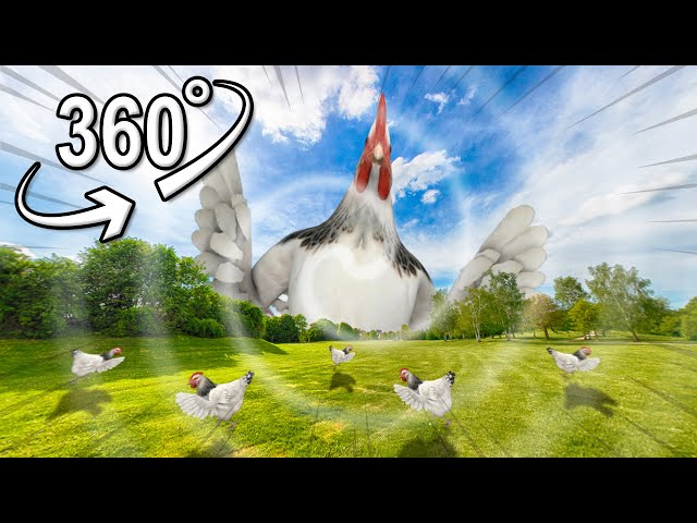 Dancing chicken | VR 360°