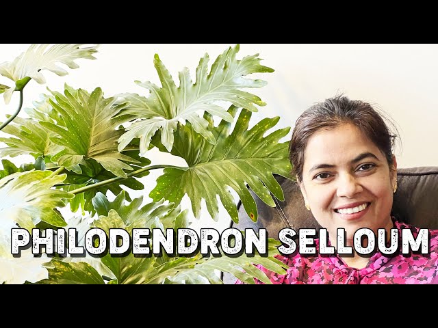 Philodendron Selloum | Canada Indoor Plant Care