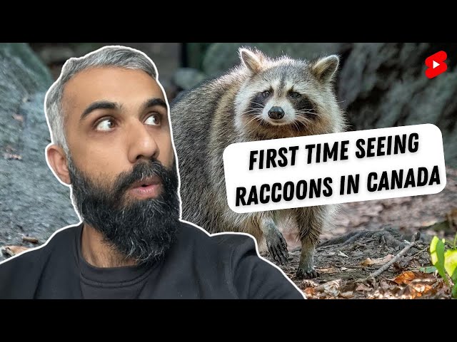 First time seeing Raccoons in Canada