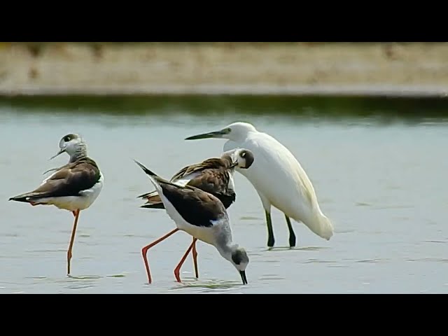 Naturla Birds Of Lifestyel Around You!  9