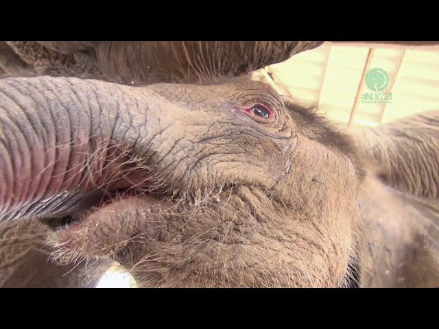 Touching moment the mother helps 5 hours old baby elephant DokRak suckle first milk - Elephantnews