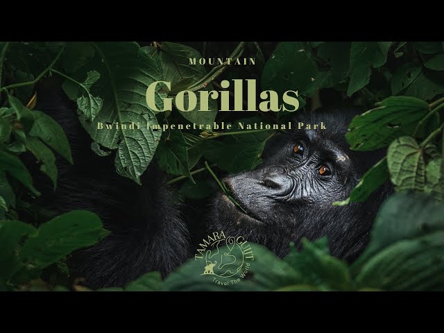 Gorilla Trekking, meet the mountain Gorillas of Bwindi Impenatrable National Park - Uganda 4K