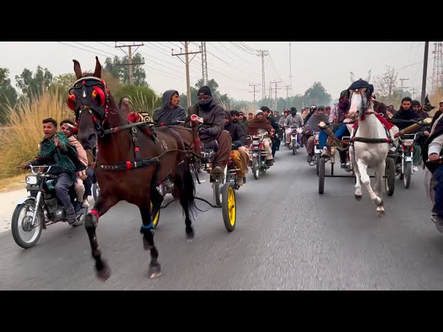 Shaka vs khanzada horse race ||pakistani tanga horse race