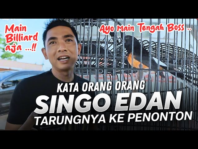 SINGO EDAN DITANTANG TARUNG DENGAN BURUNG ‼️ Kopdar SMM