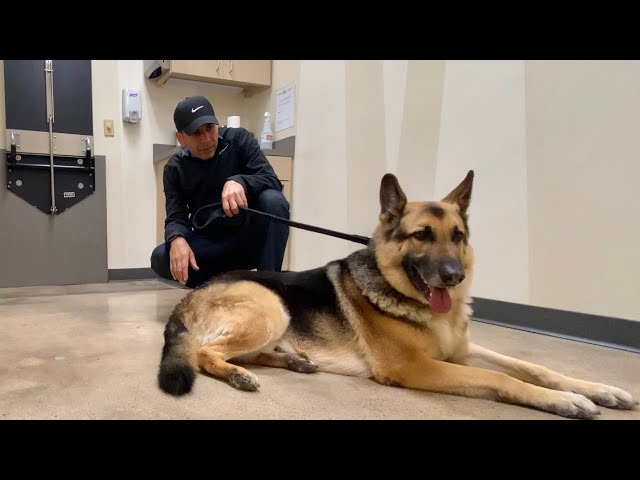 When A GSD Visits The Vet | Indian Vlogger | Hindi Vlog | This Indian