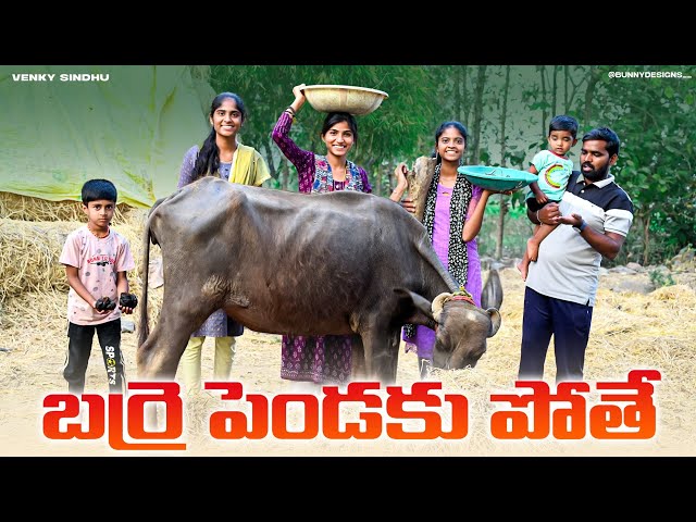 బర్రె పెండకు పోతే 🐃😅//village comedy video//sindhu mateti/5star venky/5star patas/village lifestyle