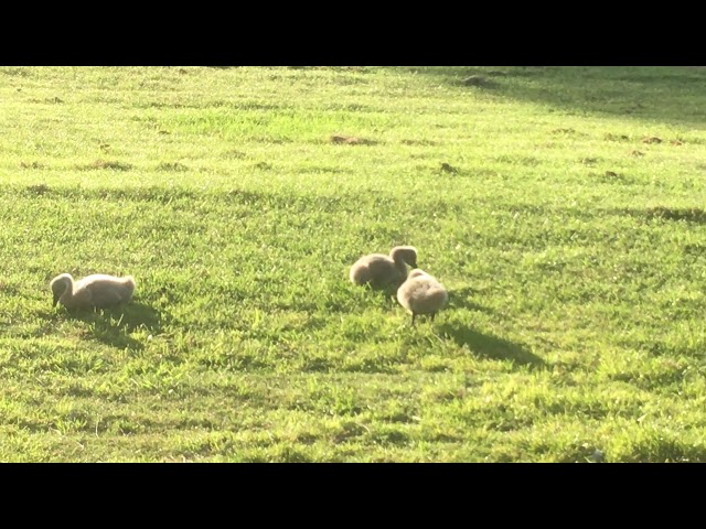 Lake Monger Cygnets October 15