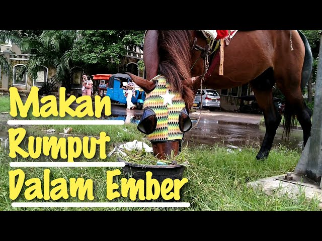 KUDA DELMAN - Makan Rumput Dalam Ember || Naik Kuda Delman Istimewa, Naik Kuda