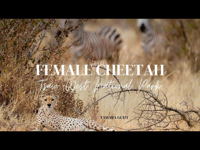 Female Cheetah scares zebras - Tsavo West National Park - Kenya 4K