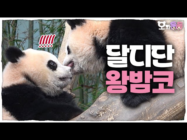 (SUB) How Would Younger Panda React When Her Older Sister Bites Her Nose?🐼│Panda World