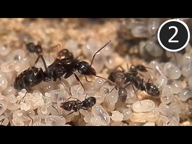 Rainbow Ant Colony (Part 2)