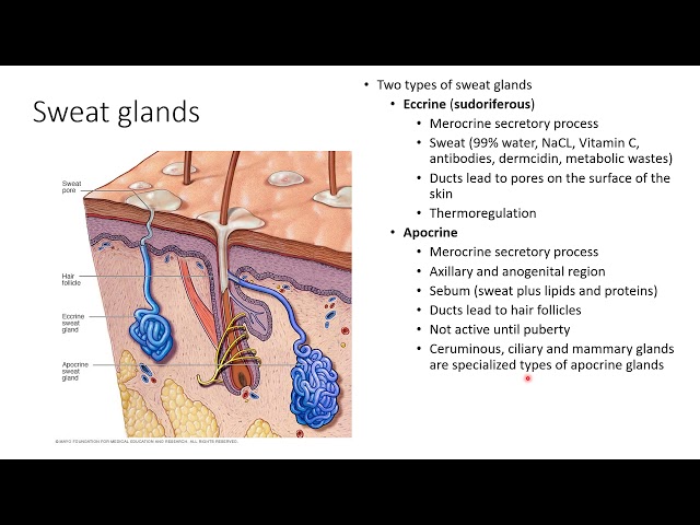 Chapter 5C   Glands, Hair, and Nails