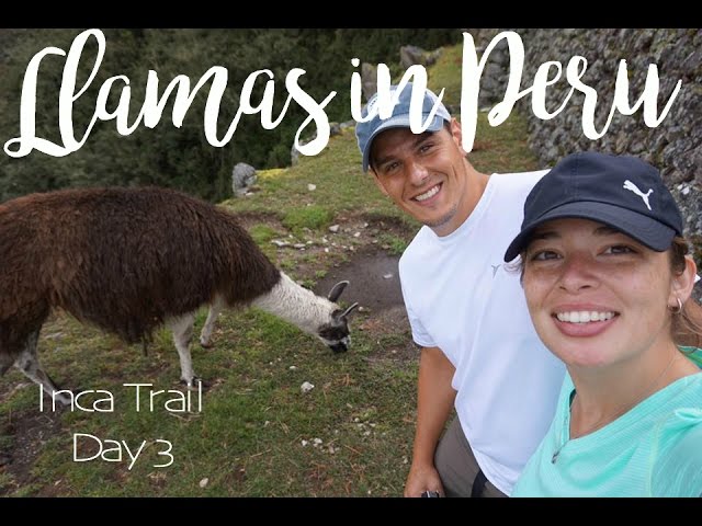 VLOG | Inca Trek Day 3 LLAMAS!