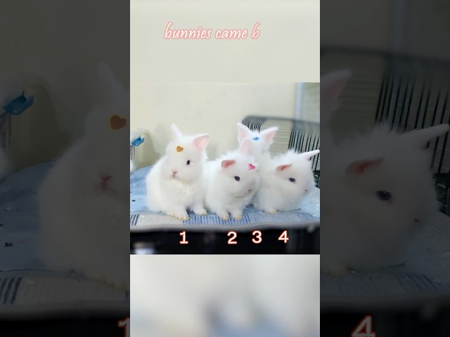 5 Baby Bunnies went out, but only 4 Bunnies came back!  #funnyvideo #bunnys #cutebabyfunny