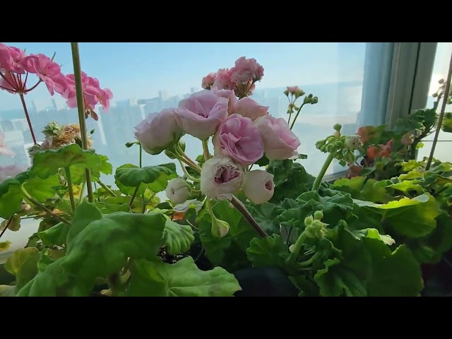 #pelargonium #베란다가드닝 #겨울제라늄관리 #아파트제라늄관리 #제라늄 은 언제 얼까요?