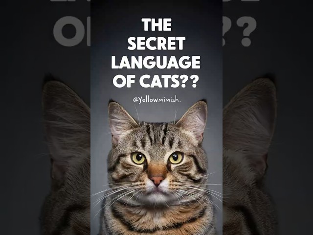 the secret language of cats: understanding cat body language #cats #shorts #yellowmimish @Cat