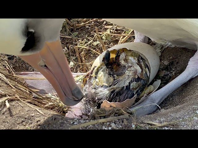 Hatching: Part 1 of the Albatross Chick Experience on Midway Atoll