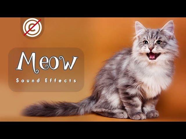 cat meowing and talking sound effect no copyright   cat noises to attract cats   cat sounds #cats