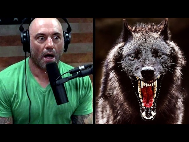 The Most Spine-Chilling Wolf Stories Ever Told on the Joe Rogan Podcast