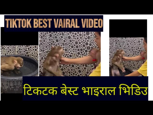 Tiktok best vairal video.टिकटक मे सबसे जादा भाइराल भिडिउ।