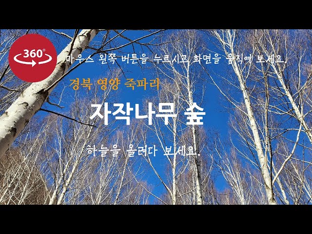 영양 자작나무숲-국유림명품숲-경북 영양군 수비면 죽파리