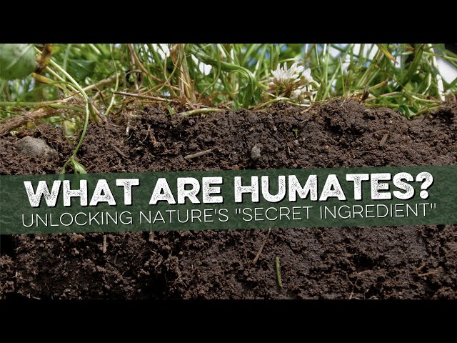 Unlocking the Power of Humate: Unveiling its Importance for Soil Health and Plant Growth | Explained