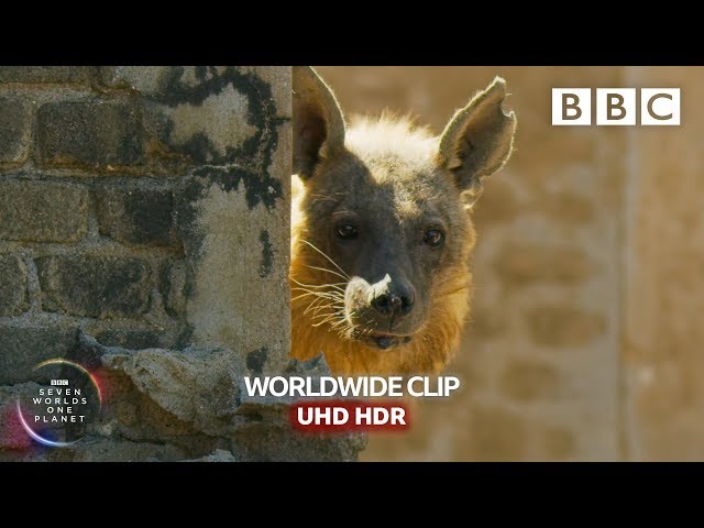 Hyena takes up residence in abandoned town - Seven Worlds, One Planet | BBC Earth