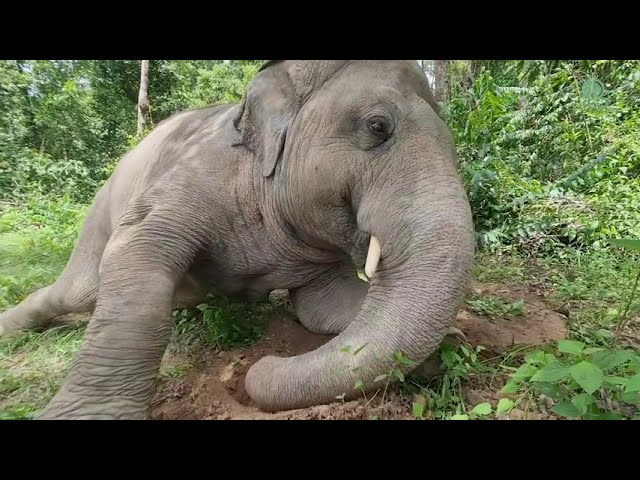 Kaavan Male Elephant Sleeping In The Jungle To Celebrate World Elephant Day - ElephantNews