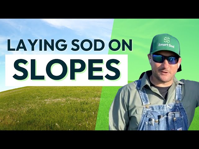 laying sod on a slope tips and tricks