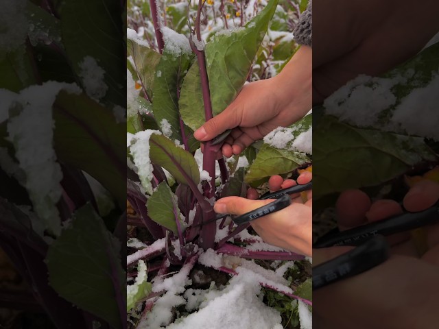 Cutting wild vegetables in the snow #farming #satisfying