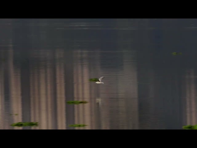 Slender billed Gull || Powai Lake || IIT Bombay