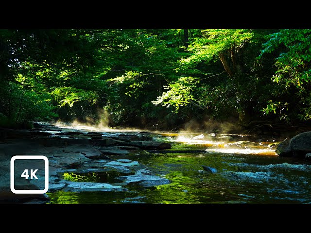 Misty Forest River with Birdsong | Gentle Stream & Relaxing Nature Sounds for Sleep & Focus