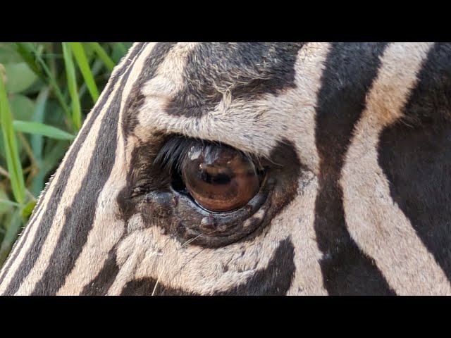 360° VR Safari Uganda - Die Perle Afrikas - Natur, Tiere und Kultur hautnah